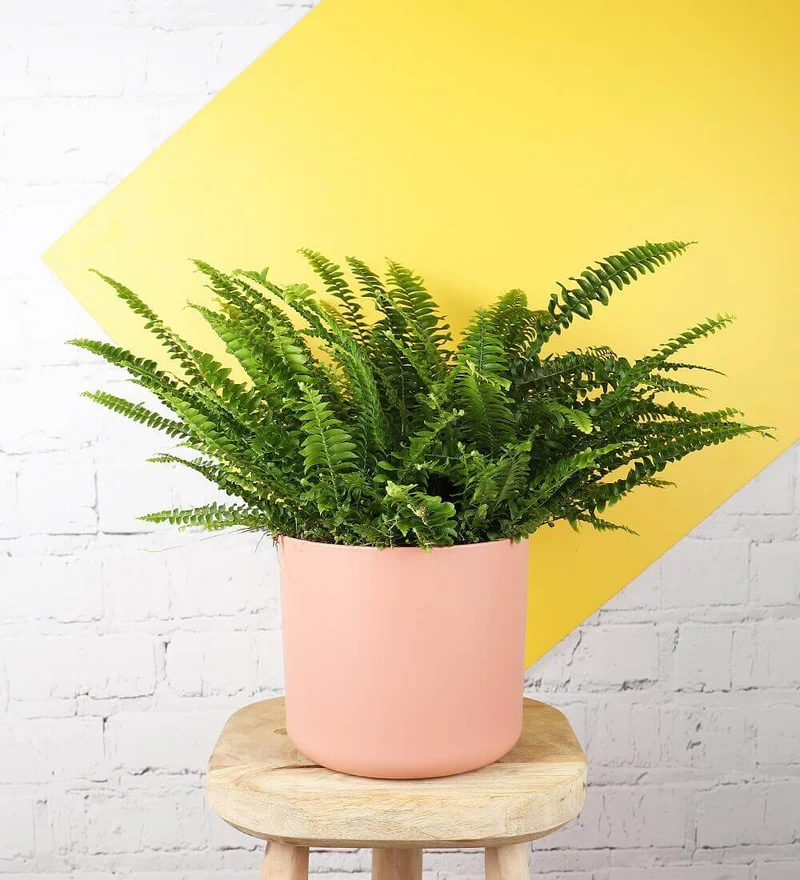 Boston Fern & Pink Pot
