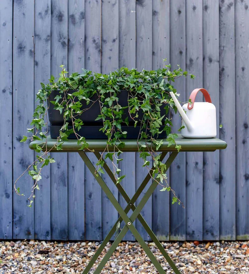 Modern Watering Can