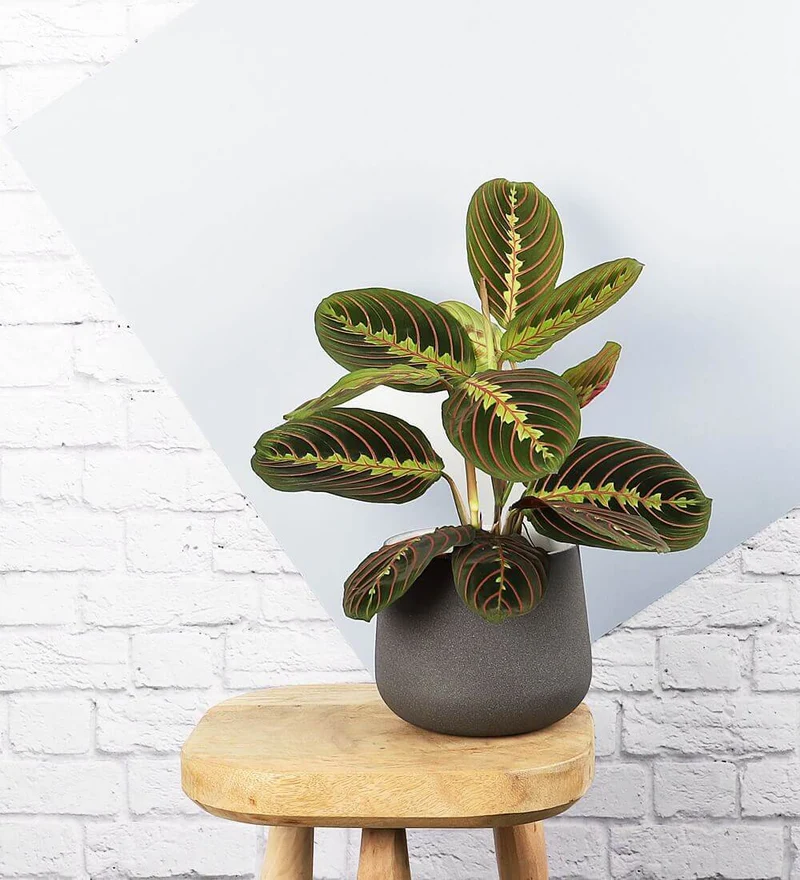 Prayer Plant & Pot