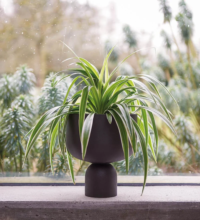 Spider Plant